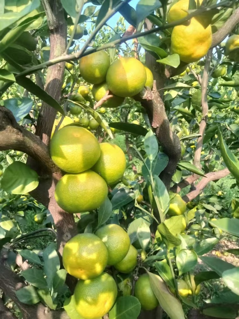 资中蜜橘特早蜜橘早熟蜜橘对接商超市场