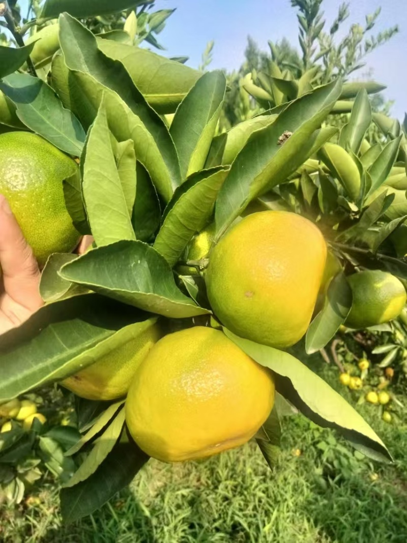 资中蜜橘特早蜜橘早熟蜜橘对接商超市场