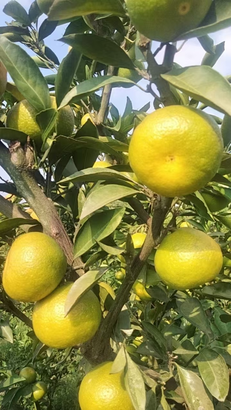 资中蜜橘特早蜜橘早熟蜜橘对接商超市场