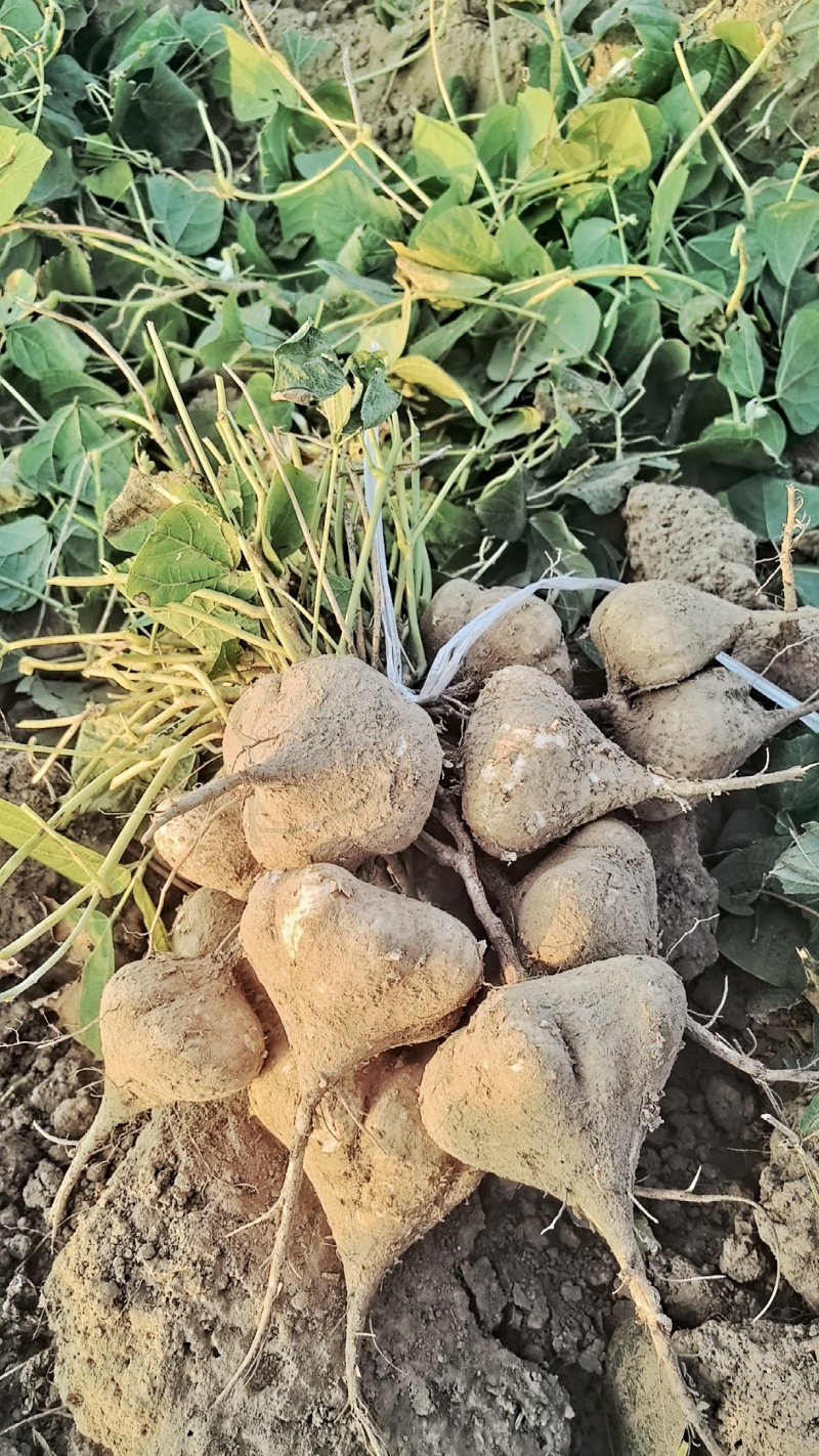 天门油沙土地凉薯地瓜口感棒大量上市量大从优