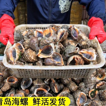 海螺深水螺