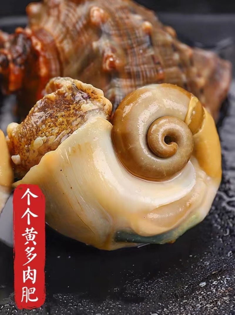 海螺深水螺