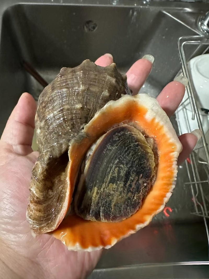 海螺深水螺