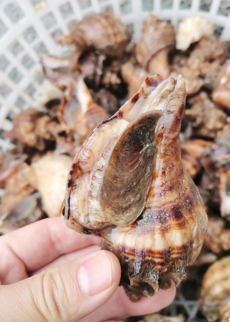 海螺深水螺