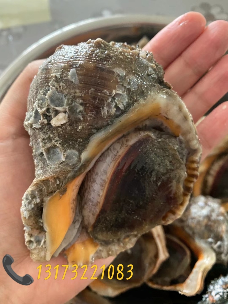 海螺深水螺