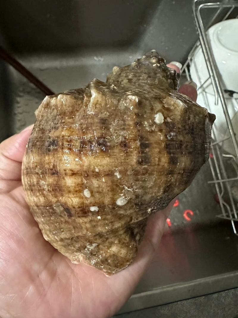 海螺深水螺