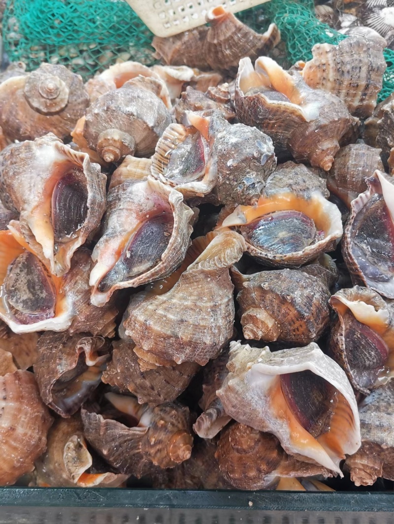 海螺深水螺