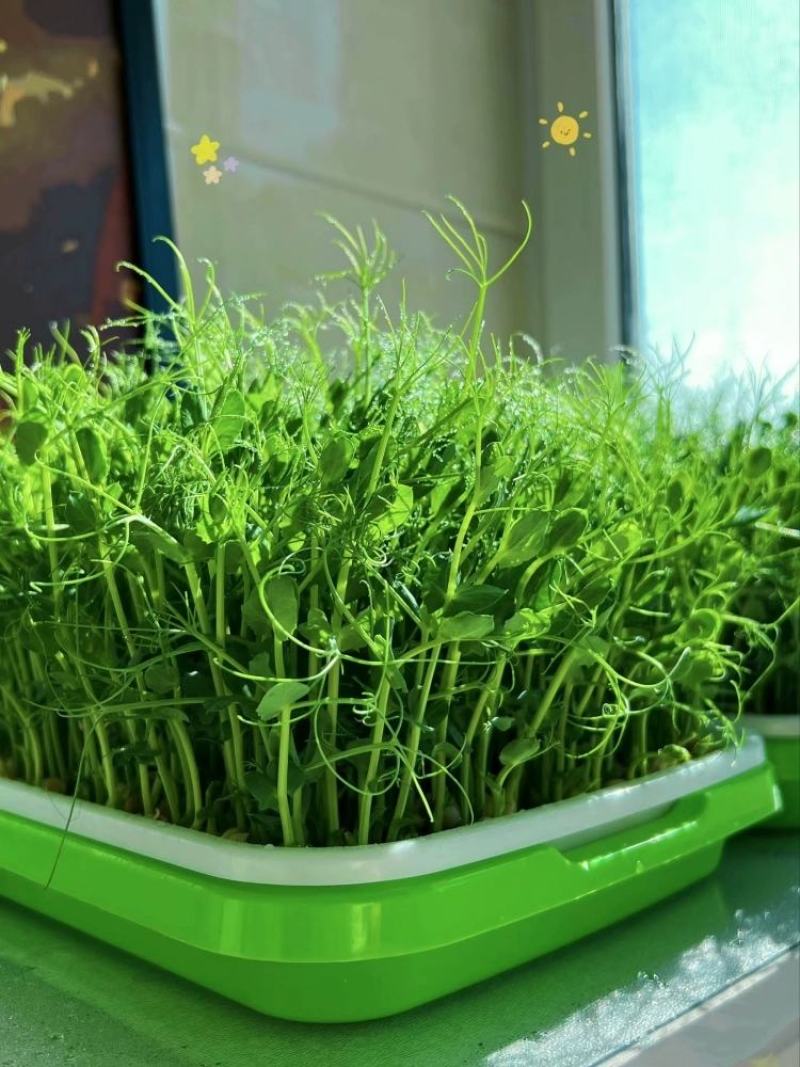 无须豌豆苗种子农家菜园阳台秋冬季节播种专吃尖尖芽苗菜种子