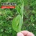 无须豌豆苗种子农家菜园阳台秋冬季节播种专吃尖尖芽苗菜种子