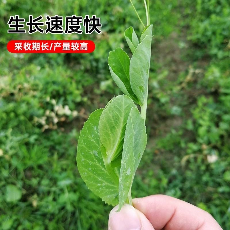 无须豌豆苗种子农家菜园阳台秋冬季节播种专吃尖尖芽苗菜种子