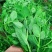 无须豌豆苗种子农家菜园阳台秋冬季节播种专吃尖尖芽苗菜种子