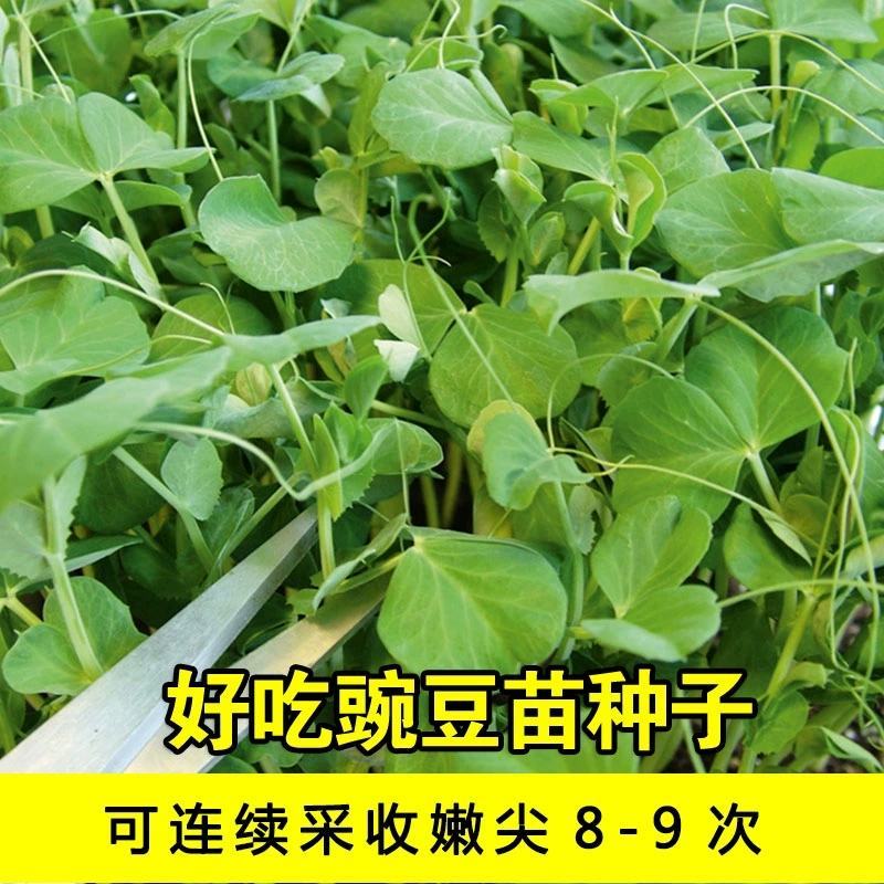 无须豌豆苗种子农家菜园阳台秋冬季节播种专吃尖尖芽苗菜种子