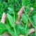 无须豌豆苗种子农家菜园阳台秋冬季节播种专吃尖尖芽苗菜种子