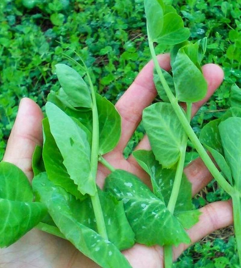 无须豌豆苗种子农家菜园阳台秋冬季节播种专吃尖尖芽苗菜种子
