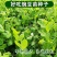 无须豌豆苗种子农家菜园阳台秋冬季节播种专吃尖尖芽苗菜种子