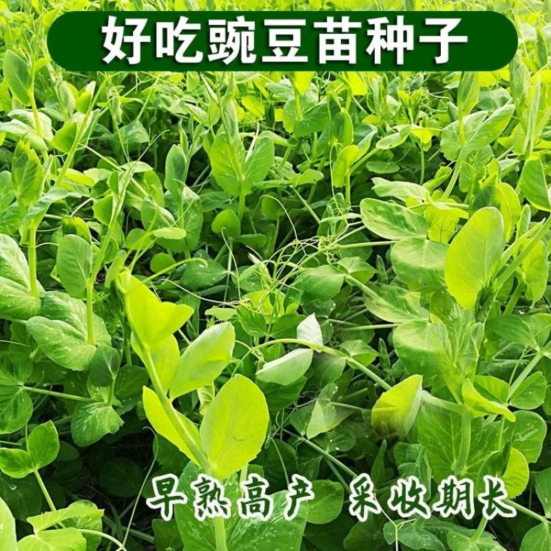 无须豌豆苗种子农家菜园阳台秋冬季节播种专吃尖尖芽苗菜种子