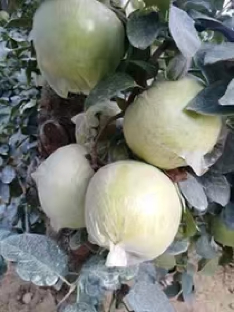 宝山明月苹果🍎80#85#以上