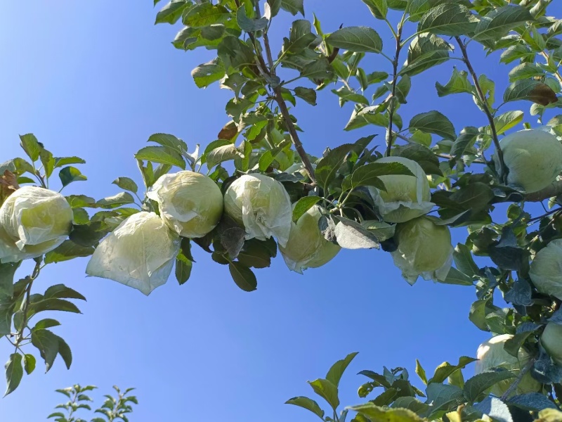 宝山明月苹果🍎80#85#以上