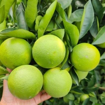 褚橙