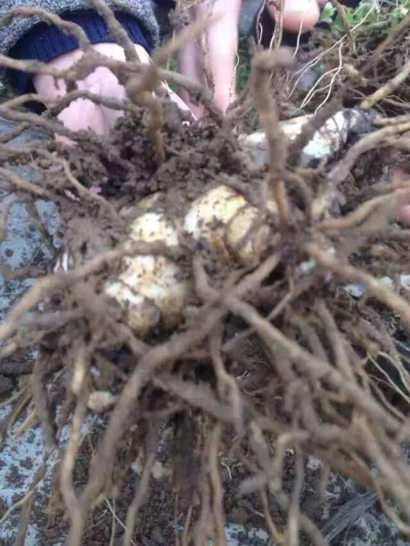 白芨货源充足全网低价质量保证