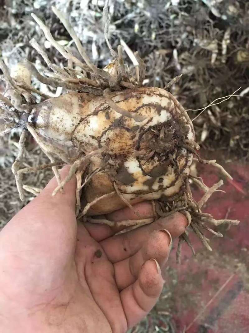 白芨货源充足全网低价质量保证