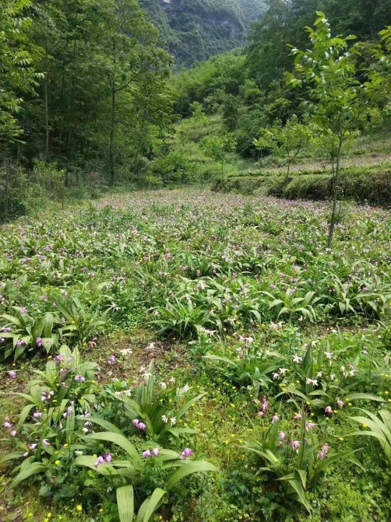 白芨货源充足全网低价质量保证