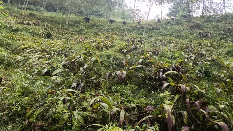 白芨货源充足全网低价质量保证
