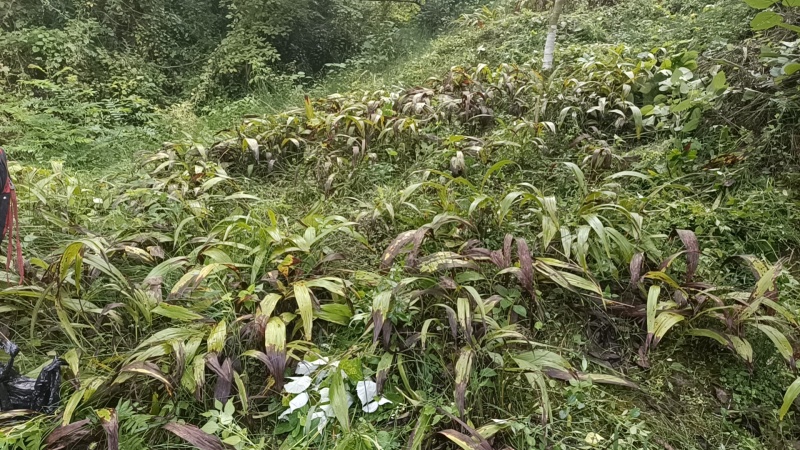 白芨货源充足全网低价质量保证