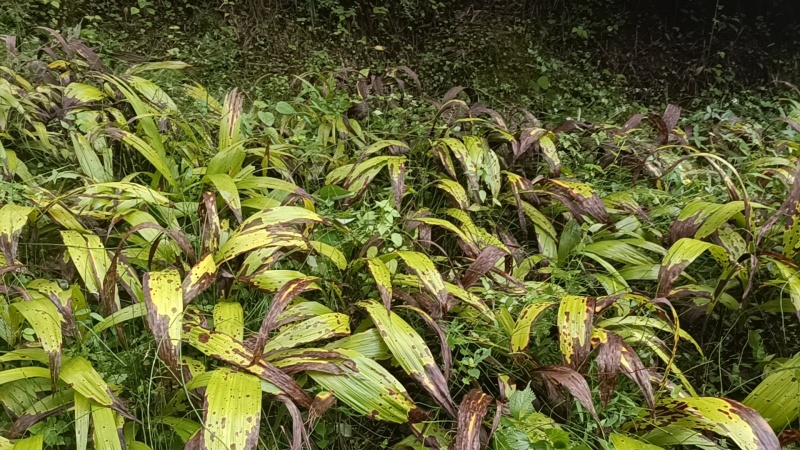 白芨货源充足全网低价质量保证