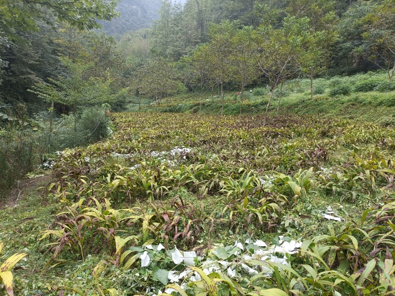 白芨货源充足全网低价质量保证