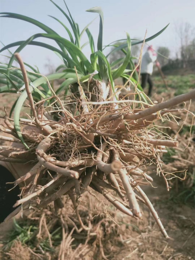 黄花菜种苗，高产大条菜黄花菜优质种苗