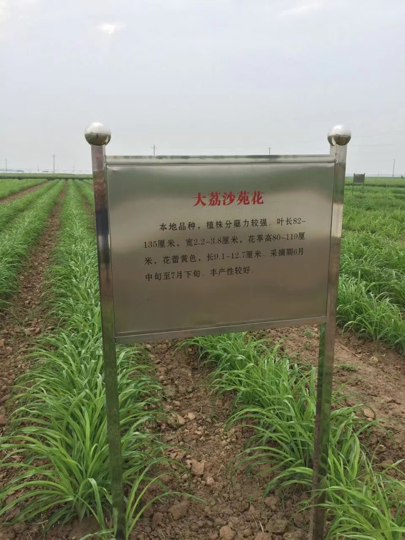 黄花菜苗