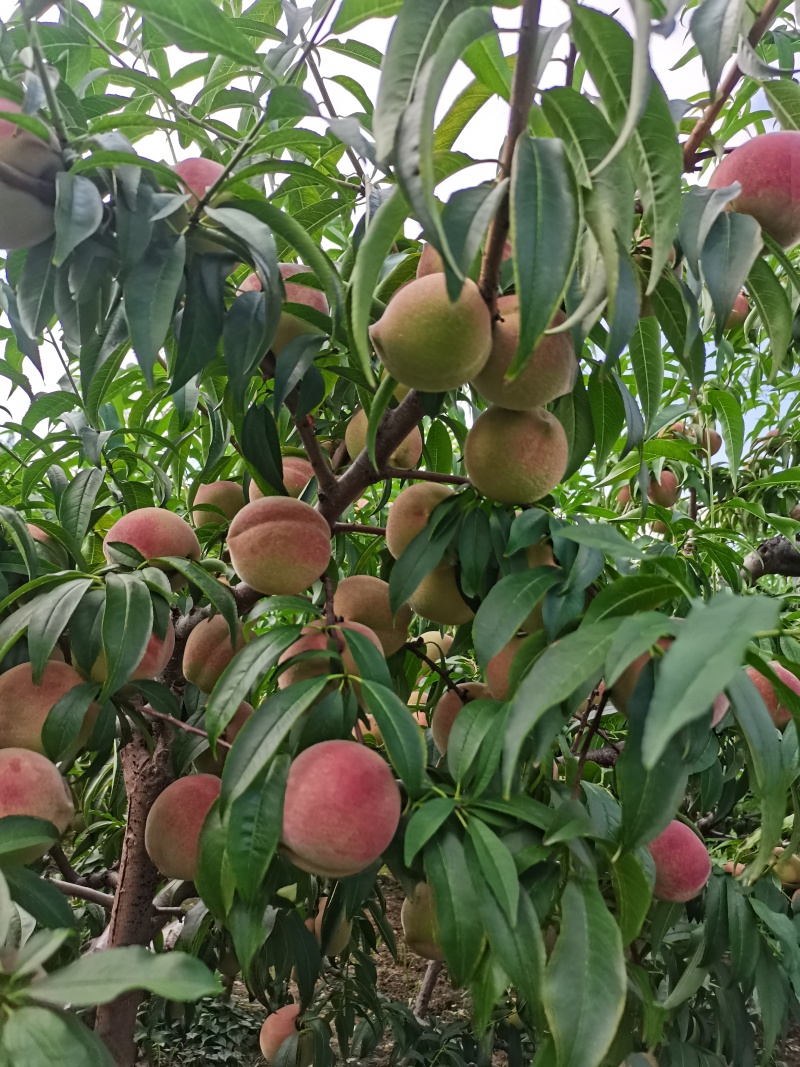 山东青州蜜青州冬雪蜜桃上市一件代发可视频看货