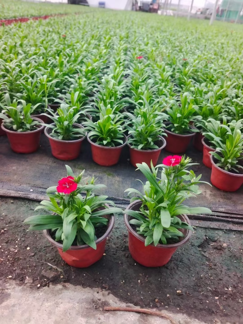 草花常夏石竹120杯红色、双色，基地有量，欢迎订购。