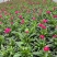 草花常夏石竹120杯红色、双色，基地有量，欢迎订购。