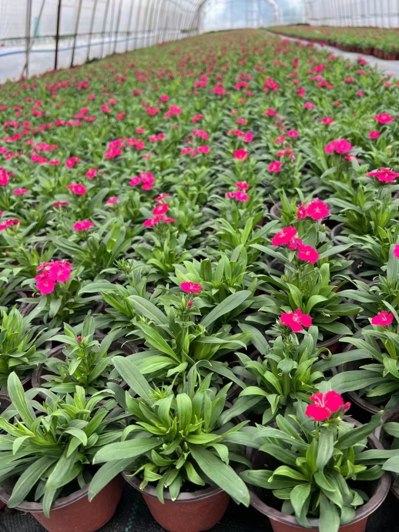 草花常夏石竹120杯红色、双色，基地有量，欢迎订购。
