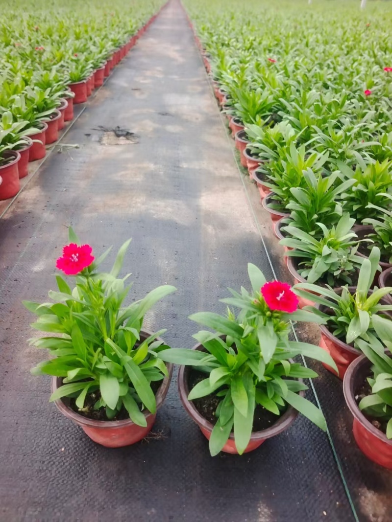 草花常夏石竹120杯红色、双色，基地有量，欢迎订购。