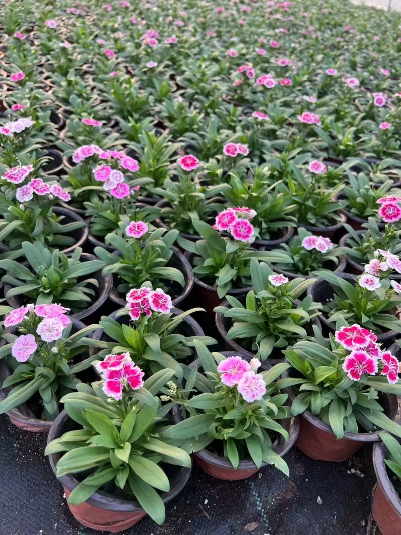 草花常夏石竹120杯红色、双色，基地有量，欢迎订购。