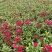 草花常夏石竹120杯红色、双色，基地有量，欢迎订购。