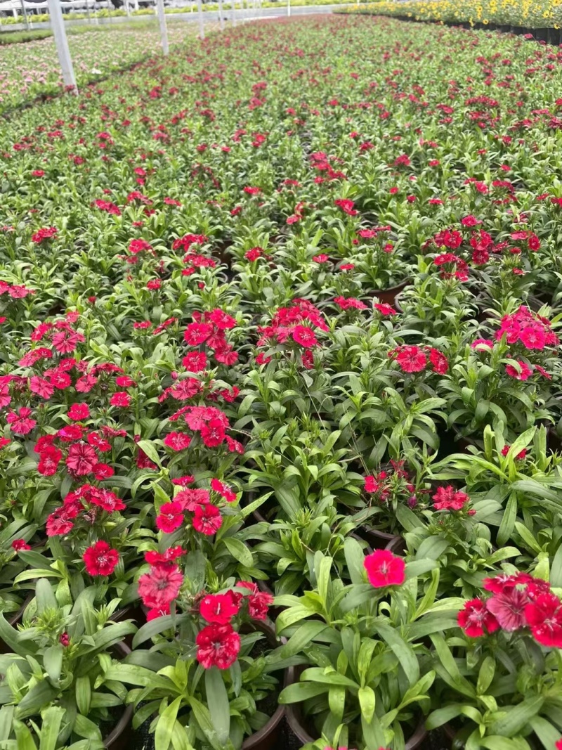 草花常夏石竹120杯红色、双色，基地有量，欢迎订购。