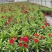 草花常夏石竹120杯红色、双色，基地有量，欢迎订购。