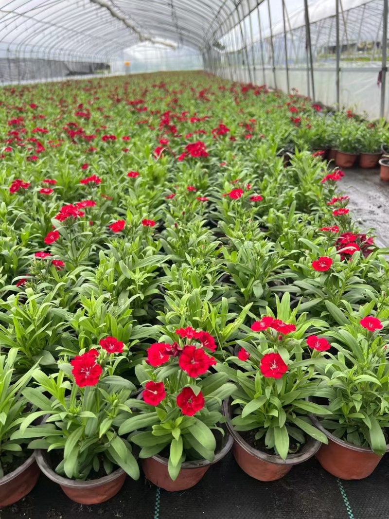 草花常夏石竹120杯红色、双色，基地有量，欢迎订购。