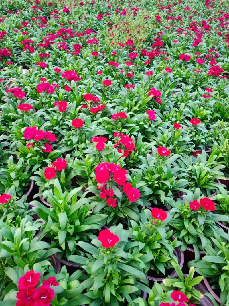 草花常夏石竹120杯红色、双色，基地有量，欢迎订购。