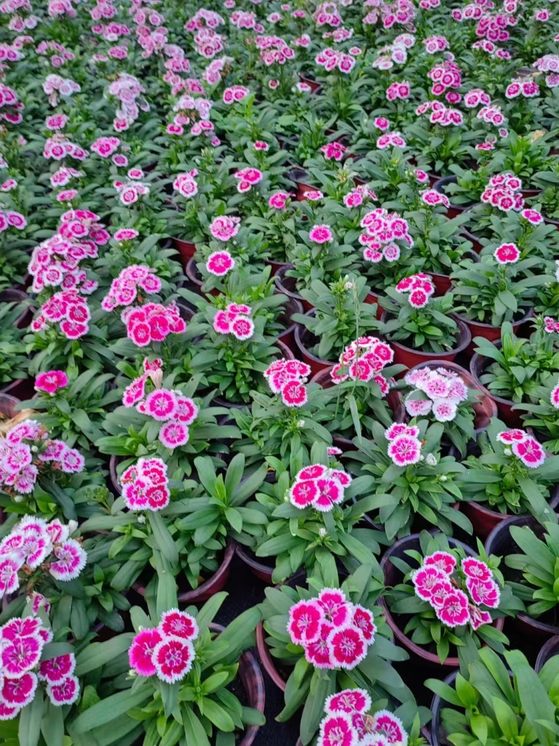 草花常夏石竹120杯红色、双色，基地有量，欢迎订购。