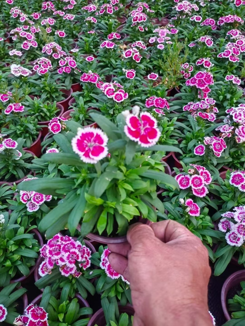 草花常夏石竹120杯红色、双色，基地有量，欢迎订购。