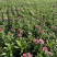 草花常夏石竹120杯红色、双色，基地有量，欢迎订购。