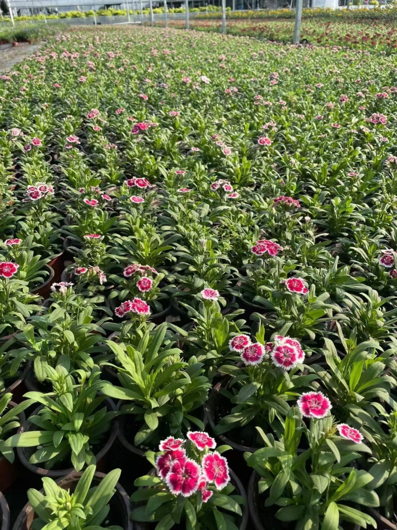 草花常夏石竹120杯红色、双色，基地有量，欢迎订购。