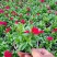 草花常夏石竹120杯红色、双色，基地有量，欢迎订购。