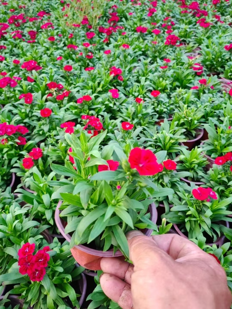 草花常夏石竹120杯红色、双色，基地有量，欢迎订购。