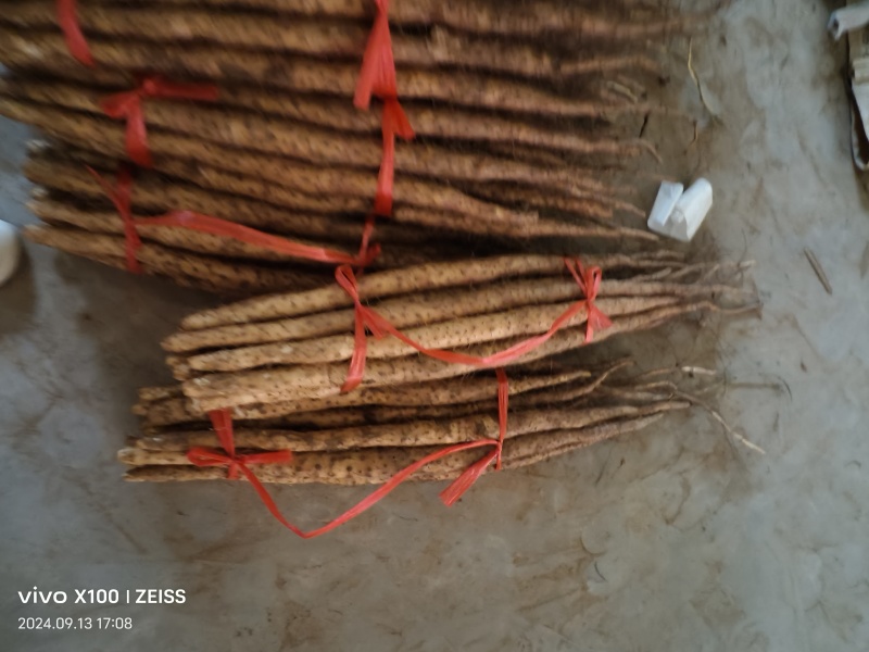 垆土铁棍山药/温县山药/产地直发/一手货源/欢迎致电
